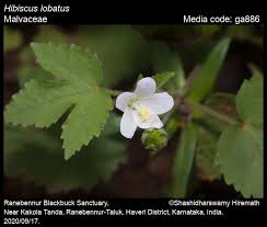 Image result for Hibiscus lobatus