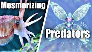 Subnautica's Mesmer in Real Life! How Cuttlefish Hypnotize Prey - YouTube