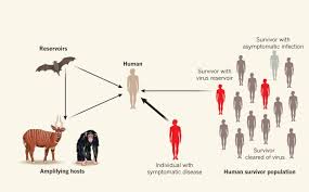 Zika virus shares a genus with the dengue, yellow fever, japanese encephalitis, and west nile viruses. Hidden Reservoirs Nature