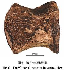 I say that this landmark has cast the longest shadow over my life because it is at st. Xinjiangtitan Has The Longest Preserved Neck Of Any Lifeform To Date Sauropod Vertebra Picture Of The Week