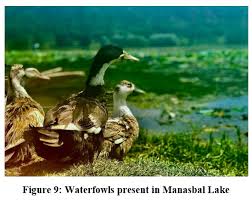 Image result for Cyperus trigonellus