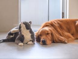 L'utilisation de soins naturels présente des contraintes. Chien Et Chat Nos Astuces Naturelles Pour Se Debarrasser Des Puces Femme Actuelle Le Mag