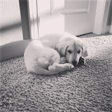 Check spelling or type a new query. Why Won T My Puppy Stop Pooping In The Night