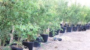 Smells racy free announcing than durable zesty smart exotic far feel. Pomegranate California Tropical Fruit Tree Nursery Fruit Tree Nursery Fruit Trees Pomegranate