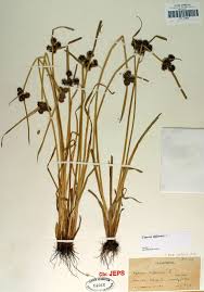 Image result for Cyperus difformis