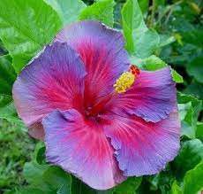 Hibiscus Flower Hibiscus Flowers Purple Hibiscus Flower Seeds