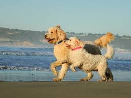 Labradoodle The Complete Dog Breed Information Guide All