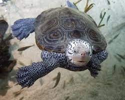Many belong to the families geoemydidae and emydidae. Press Release Minimizing Diamondback Terrapin Bycatch Rates Journal Of Young Investigators