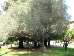 Image result for Olea capensis