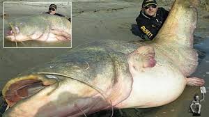 Ferrari's wels catfish weighed 280 pounds (127 kilograms) and was 8.75 feet (2.67 meters) long. Viral Video A Monster Wels Catfish Caught In A River In Italy The News Bite
