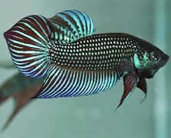 With their unique colors, they are highly sought after by betta enthusiasts, especially among plakat enthusiasts! Aab Dragons
