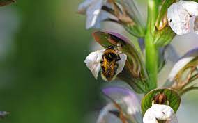 Ken Thompson The Quiet Battle For Pollen Between Flowers And Bees Pollen Flowers Bee Flowers