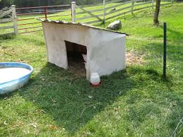 We did not find results for: Why Won T My Geese Use Their Shelter Backyard Chickens Learn How To Raise Chickens