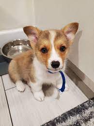 The average cost for all corgis sold in the. Pembroke Welsh Corgi Puppies For Sale Burbank Ca In 2021 Corgi Puppies For Sale Welsh Corgi Puppies Pembroke Welsh Corgi Puppies