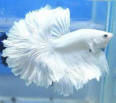White specks on his head and body. Type Of Betta Fish If You Are Like Me And Have A Strong Passion For Freshwater Aquariums You Have Probably Considered Incorporat Betta Fisch Kampffisch Betta
