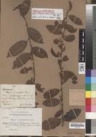 Image result for Baphia bequaertii