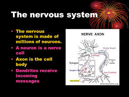 Then let's rediscover all those years with fun film facts. The Human Brain The Brain Is Part Of The Central Nervous System Ppt Download