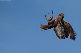 Buizerd de buizerd broedt en overwintert in nederland en vlaanderen. Buizerd In Volle Vlucht Wim Scholte