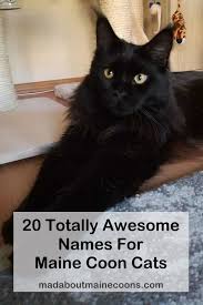 We hope as you read the unique names below, some of which are friendly and beautiful with their various meanings, help you find, choose, or at least spark some ideas for your particular cat or baby kitten so your pet can have a name that is as uncommon as he or she is! Pin On Animals Cats