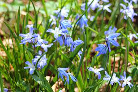 These flowers bloom in very early spring or in late winter, usually before late march. Gardening And Gardens Little Blue Spring Flowers What Are They