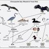 The term bird of prey is used to describe a bird that hunts, kills and eats other animals. Https Encrypted Tbn0 Gstatic Com Images Q Tbn And9gctl3soboshzwxtscuvrwfmjhfs0epcx2zropkiqoac7k2wdkuge Usqp Cau