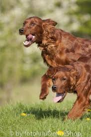Haushund Irish Setter Canis Lupus F Familaris 16 Kopek Turleri