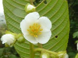 Image result for Actinidiaceae