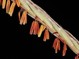 Image result for Trachypogon spicatus