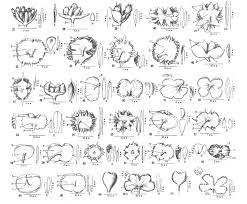 Image result for Elatostema paivaeanum