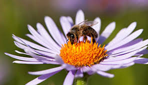 Bumble bees, wasps, butterflies, moths, hummingbirds and many other pollinators visit the garden. Honey Plants For Arkansas Pollinator Plants For Honeybees