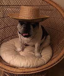 Frenchie Hat Love Cowboy Hats French Bulldog Hats