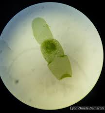 Image result for Wolffiella welwitschii