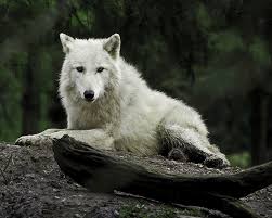 25 great wolf animated gifs. Anime Snow Wolf Gif Page 1 Line 17qq Com