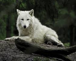 25 great wolf animated gifs. Anime Snow Wolf Gif Page 1 Line 17qq Com