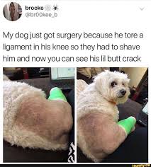 My Dog Just Got Surgery Because He Tore A Ligament In His Knee So They Had To Shave Him And Now You Can See His Iii Butt Crack