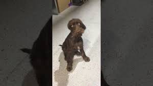 Maybe you would like to learn more about one of these? Where To Find Pudelpointer Puppies For Sale Dogable
