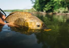 Carp Fishing: Insights from Around the World (Updated Jul 2024) - AnyCreek