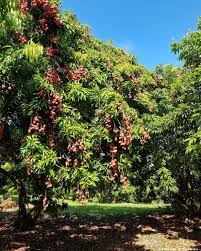 Epingle Sur Ile De La Reunion