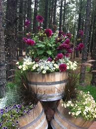 Top Barrel Wave Petunia Centaurea Silver Fountain Dinner Plate Dahlia Thomas A Edison Fall Container Gardens Wine Barrel Planter Garden Containers