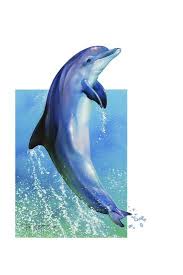 Jump Dolphin Giclee Print Tim Knepp Allposters Com In 2020 Dolphin Painting Dolphin Art Dolphin Drawing