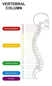 Between each vertebra is an intervertebral disc, which helps provide shock absorption and protect the vertebrae. Pin On Movement