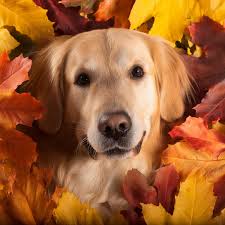 Colorful fall foliage trees at Boyce Park