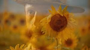 We did not find results for: Sunflowers A New Look At Vincent Van Gogh S Sunflowers At The Van Gogh Museum Sunflowers Van Gogh Martha S Vineyard Virtual Film Center