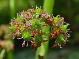 Image result for Alvesia cylindricalyx