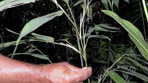 Image result for Olyra latifolia