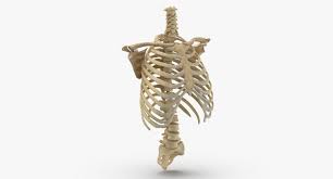 It provides a strong framework onto which the muscles of the shoulder girdle, chest, upper abdomen and back can attach. 3d Real Human Rib Cage Model Turbosquid 1637730