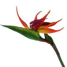 Asda calls this section food cupboard because it has things but you normally do in your larder: Dunelm Bird Of Paradise Orange Metal Artificial Flower Stem Artificial Birds Artificial Flowers And Plants Artificial Flowers
