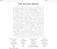The Anatomy Of A Synapse Worksheet Answer Key