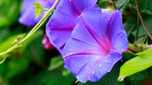 Need to translate 朝顔 (asagao) from japanese? ã‚¢ã‚µã‚¬ã‚ªã®æ°´ã‚„ã‚Šæ–¹æ³• é©åˆ‡ãªã‚¿ã‚¤ãƒŸãƒ³ã‚°ã¨é »åº¦ã§ æ ¹è…ã‚Œã‚'é˜²ãŽã¾ã™ Gardenstory ã‚¬ãƒ¼ãƒ‡ãƒ³ã‚¹ãƒˆãƒ¼ãƒªãƒ¼