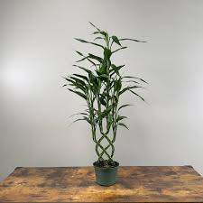 Image result for Dracaena sanderiana